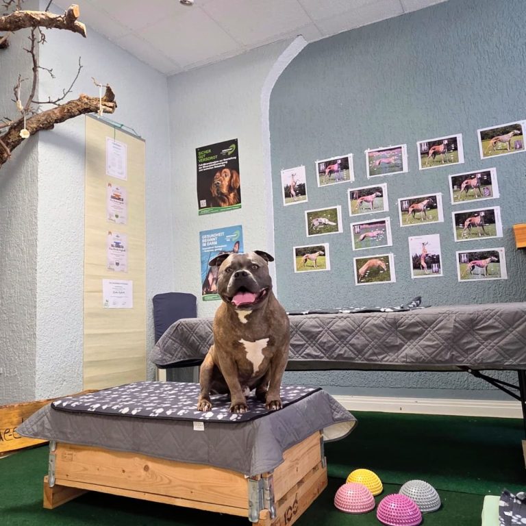 Massage für Hunde Hund auf Massageliege