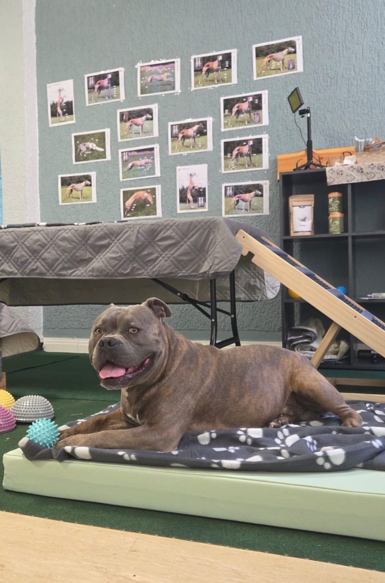 Massage für Hunde Hund auf Massagematte