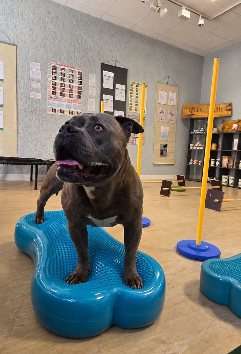 Bewegungstraining für Hunde Hund auf Fitbone