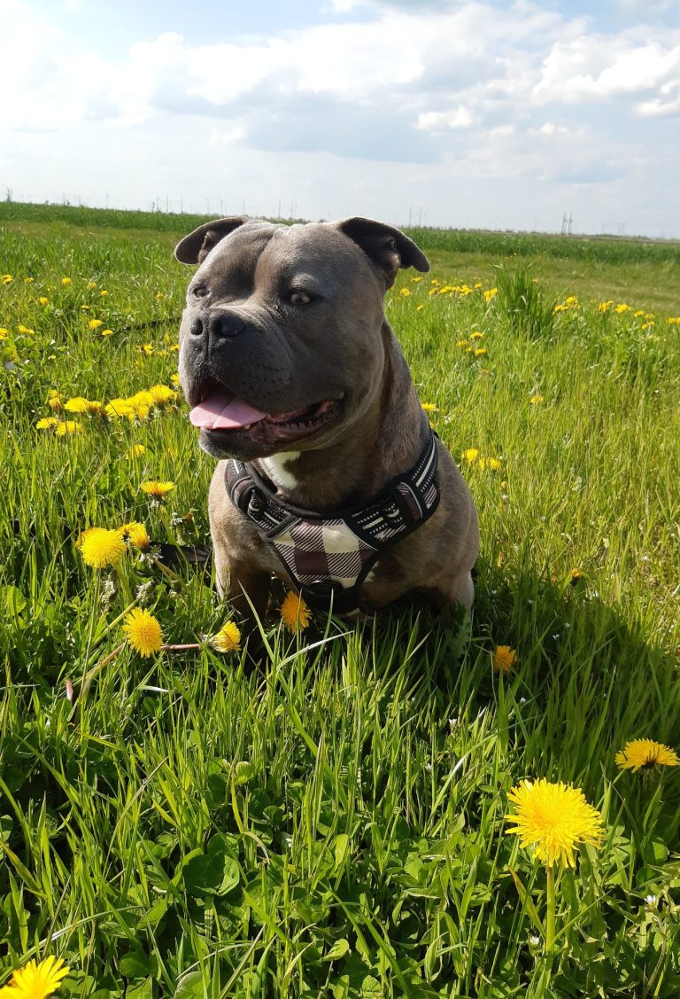 Löwenzahn für Hunde Löwenzahn für Hunde